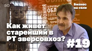 «Разводим соболей. Накладно, но выгодно»: чем живет старейший в РТ зверсовхоз? | Бизнес на селе #19