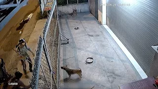 Sickening CCTV shows thieves kill and steal three dogs