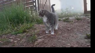 Cat and dog playing. #Shorts