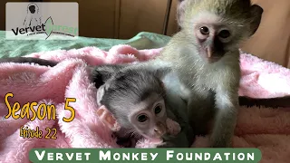 The season is nowhere near over with three new baby monkey arrivals