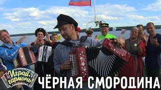 Чёрная смородина | Антон Грибанов (г. Томск) | Играй, гармонь!