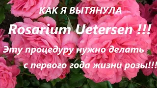 КАК Я ВЫТЯНУЛА Rosarium Uetersen !!! Эту процедуру нужно делать с первого года жизни розы!!!