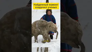 Невероятная находка в желудке мамонта