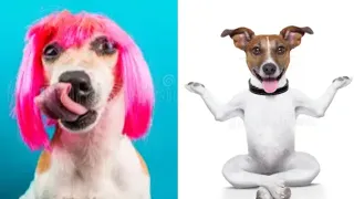 Bark At Your Dog And See Their Reaction | Funny TikTok Trends Compilation | My Dog So Funny 2023