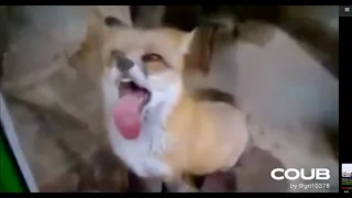 Funny animals #3, fox - Приколы с животными, лиса (Coub ,TikTok)