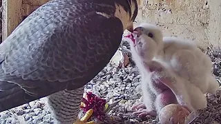 FalconCam Project~I'm hungry! I'm hungry -cute little screaming Rubus~1:03 p.m. 2022/10/17