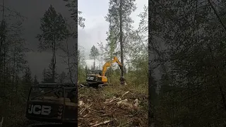 Валочная машина jcb, харвестерная голова logmax 6000b, елка не влезла в захват, часть 1