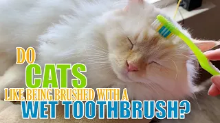 Do Cats Like Being Brushed with a Wet Toothbrush?