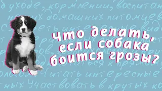 Что делать, если собака боится грозы?