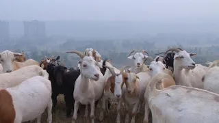 La semaine verte | Herbicides remplacés par des herbivores