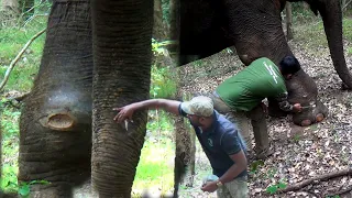 Let us comfort the elephant who is suffering from many painful wounds. Let's help save life.