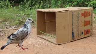 New To You ! Easy Simple Pigeon Trap Using Cardboard Box - Unique Bird Trap