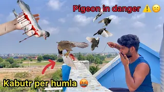 Kabutar ghayal kar diya 😳 ( Pigeon attacked by falcon in house 🏡)