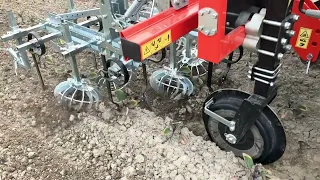 WEEDING MACHINE ROTOSARK ON CABBAGE CAULIFLOWER BUSSEL SPROUTS BRASSICAS SARCHIATURA ORTICOLE CAVOLI