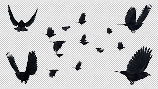 American Crow Birds - Flying Loops and Transitions