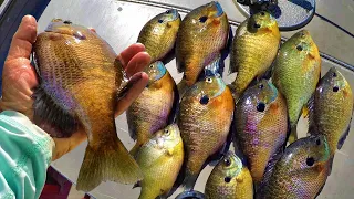 Catch Loads Of Bluegill For Dinner With This Simple Setup
