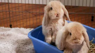 Baby Bunny Update | 7 Week Old Holland Lop Bunnies