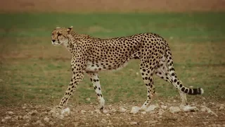 Cheetah walking - 4K clip