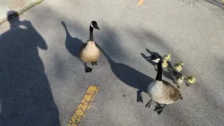 Lost Geese