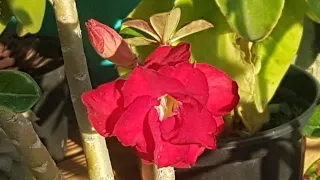 Rosa do Deserto de cor vermelho intenso, vamos conhecer e apreciar essa belezura???