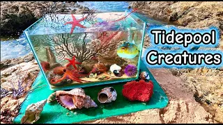 Making A Tidepool Aquarium  With Exotic Sea Creatures