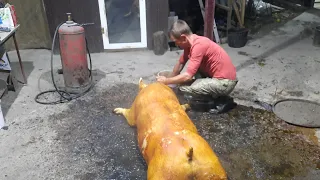 //Симимісячний кабан в розибраному вигляді//Таранчук-свіжина//Петрівна знімає пробу//Сало,мясо//