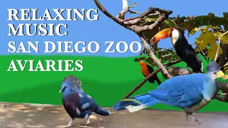 45 Minutes 4K Relaxing Music with San Diego Zoo Aviaries