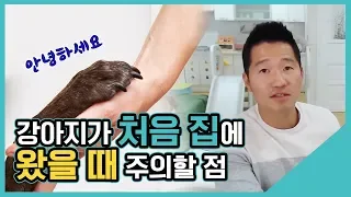 강아지가 처음 집에 왔을 때 주의할 점｜수밤라이브