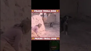 Dog reaction pranks  😀😂😅😆