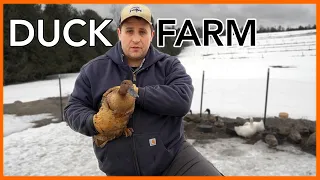 What I wish I’d known before starting a Duck Farm
