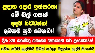 ප්‍රදාන දොර ඉස්සරහා මේ මල් ගසක් හිටවන්න! | දවසම සුබ වෙනවා!! දින 3න් නොසිතූ ධනයක් කොහෙන් හරි ලැබෙනවා!