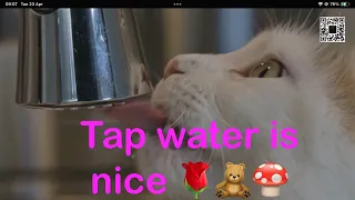 Beautiful cat likes sitting in the kitchen