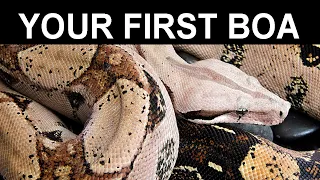 Your First Pet Boa Constrictor: A Complete Care Guide for Beginning Boa Keepers