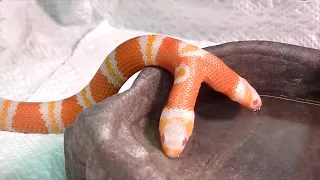 15 Rarest Snakes in the World!