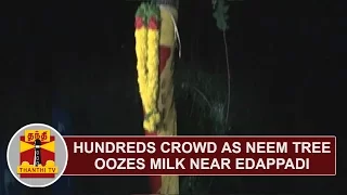 Hundreds crowd as Neem tree oozes milk near Edappadi | Thanthi TV