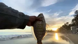 Catching Surf Perch with Seaweed and Murky Water Conditions  2024 Surf Perch Fishing