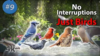 9. #CatTV Wild Birds Bathing & Drinking in a bIRDBATH w/ Chirping Sound - NO ADs Interrupting