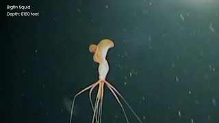 Magnapinna Nightmare Squid | Deep Ocean ROV Footage