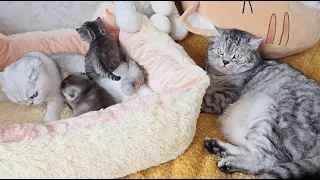 Daddy cat rests while mom works and takes care of their kittens