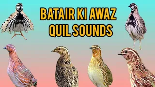 бедана Садои топлама солмок  Bedana Sayrashi Batair ki awaz Quail sound night hunting بٹیروں کی آواز