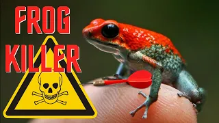 Horribly Deadly Poison Dart Frog 🐸