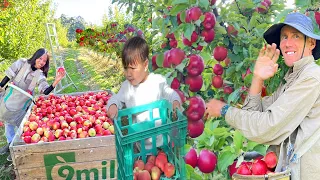 Namimitas na kami ng Apple grabi sobrang dami ng bunga 😳Pinay buhay sa Australia