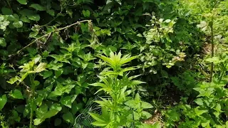 Down my bramble fortress site big bud about 3 weeks in flower🌻🌻