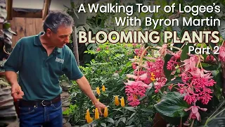 A Walking Tour of Logee's Greenhouses with Byron Martin - Blooming Plants - May, 2020 - Part 2 of 2