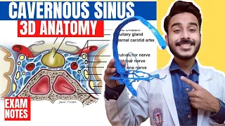 Cavernous Sinus Anatomy 3D | relations of cavernous sinus | tributaries of cavernous sinus anatomy