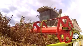 Жатва-2015. Игорь Растеряев-Комбайнёры.The harvest-2015. Igor Rasteryaev-Combiners.