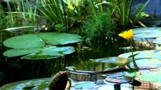 Water Lilies Blooming (Timelapse) by Vincenzo Di Nuzzo