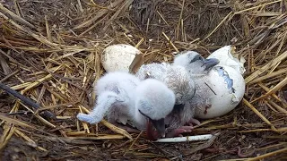 Рязанский дом белого аиста. От яйца до птенца