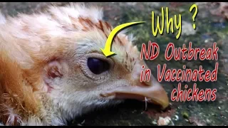 Newcastle Disease Outbreak, signs & symptoms of vvND, ND Virus infection Chicken