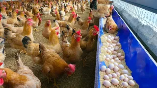 How Starting Business From Free Range Chicken Farming Model Achieves High Economic Efficiency